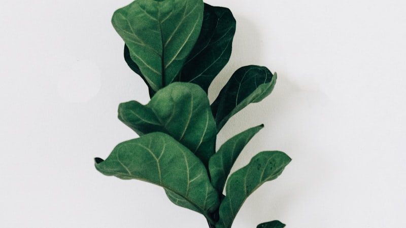 Best Essential Oil Diffusers: Types, Features & Recommendations