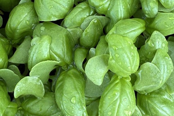 Basil Oil