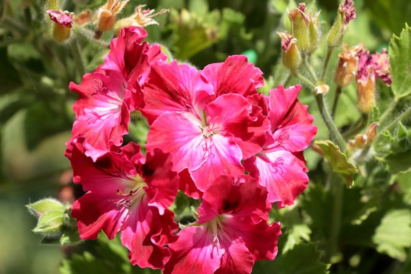 Geranium Oil